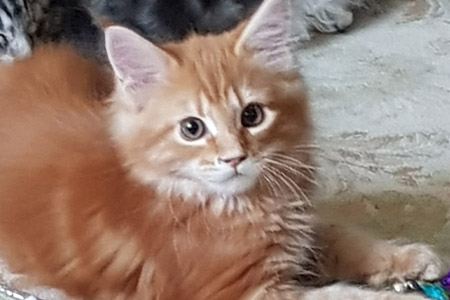 Our Kittens | Maine Coon Kittens for Sale in UK gallery image 25