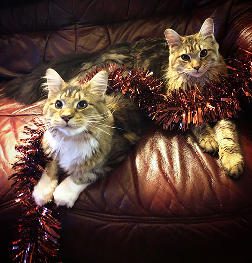 Our Kittens | Maine Coon Kittens for Sale in UK gallery image 15