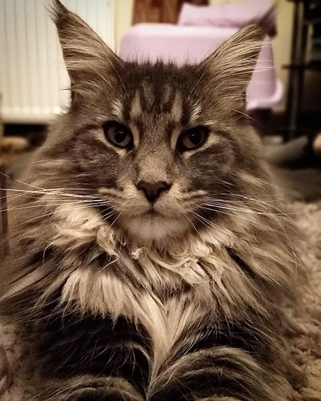 Our Kittens | Maine Coon Kittens for Sale in UK gallery image 20