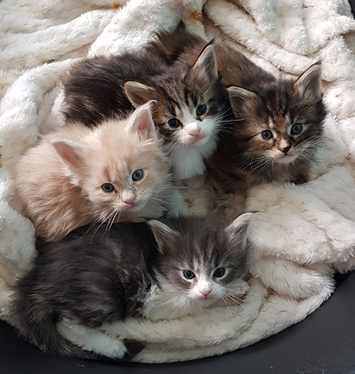 Our Kittens | Maine Coon Kittens for Sale in UK gallery image 2