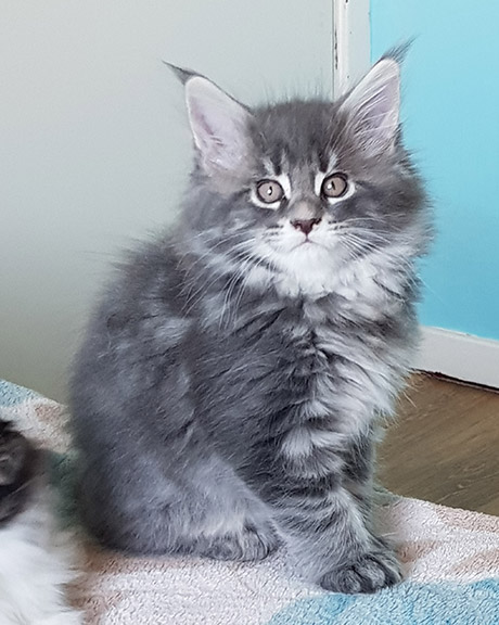 Our Kittens | Maine Coon Kittens for Sale in UK gallery image 12