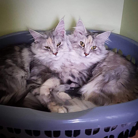 Our Kittens | Maine Coon Kittens for Sale in UK gallery image 24