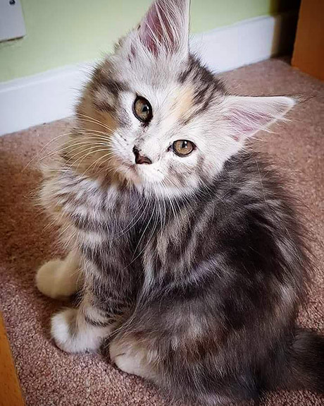 Our Kittens | Maine Coon Kittens for Sale in UK gallery image 5