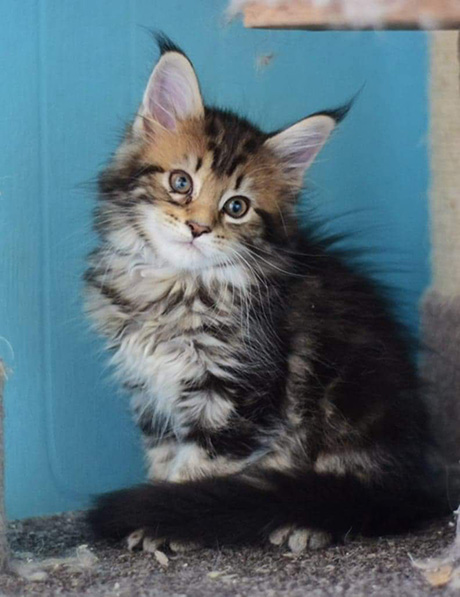 Our Kittens | Maine Coon Kittens for Sale in UK gallery image 26