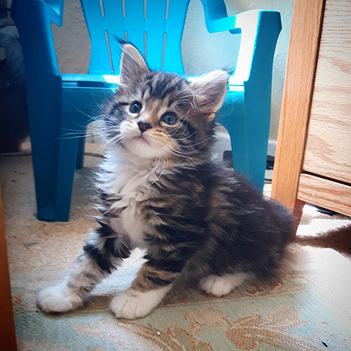 Our Kittens | Maine Coon Kittens for Sale in UK gallery image 27