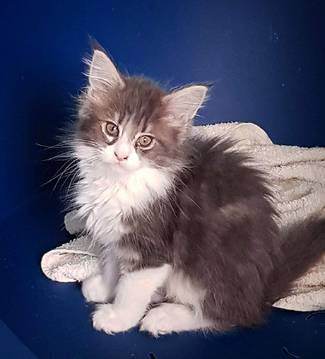 Our Kittens | Maine Coon Kittens for Sale in UK gallery image 30