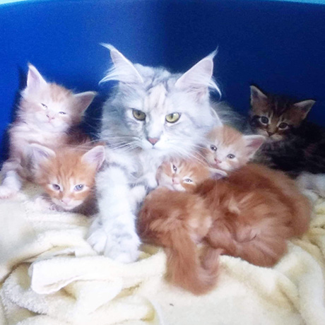 Our Kittens | Maine Coon Kittens for Sale in UK gallery image 28