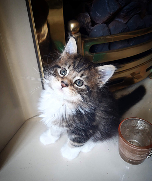 Our Kittens | Maine Coon Kittens for Sale in UK gallery image 3