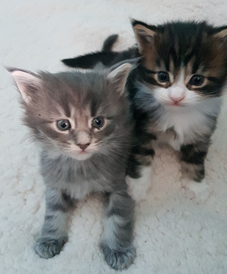Our Kittens | Maine Coon Kittens for Sale in UK gallery image 16