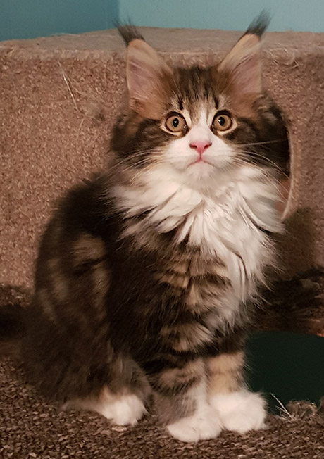 Our Kittens | Maine Coon Kittens for Sale in UK gallery image 22