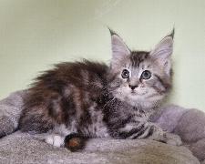 maine coon kittens for sale in UK